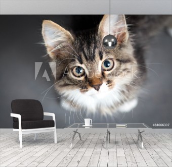 Picture of Little fluffy kitten on a gray background